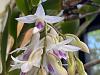 Dendrobium amethystoglossum-img_3283-jpg