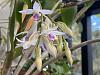 Dendrobium amethystoglossum-img_3284-jpg