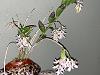 Dendrobium amethystoglossum-img_3319-jpg