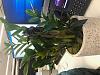 Zamioculcas zamiifolia (zz plant) help-img_3796-jpg