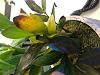 Zamioculcas zamiifolia (zz plant) help-img_3797-jpg