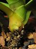 Phalaenopsis slowly losing its leaves...please help!-img_3947-jpg