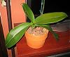 Phalaenopsis slowly losing its leaves...please help!-img_3951-jpg