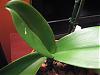 Phalaenopsis slowly losing its leaves...please help!-img_3953-jpg