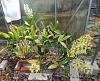 Dendrobium speciosum (It's spring!)-20200301_130223-jpg