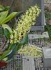 Dendrobium speciosum (It's spring!)-p1180065-jpg