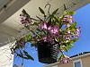 Dendrobium nobile-img_3344-jpg