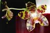 Phalaenopsis Jade Gold-dsc00735-01-jpg