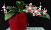Phalaenopsis Younghome Lucky Star x Ambotrana-dsc00737-01-jpg