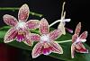 Phalaenopsis Younghome Lucky Star x Ambotrana-dsc00738-01-jpg