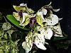Dendrobium atroviolaceum-atro2-jpg