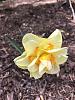 peloric daffodil-img_1152-jpg