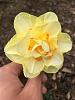 peloric daffodil-img_1151-jpg