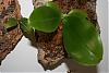 Phalaenopsis slowly losing its leaves...please help!-mounted-phalaenopsis-jpg