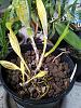 Laelia (Cattleya?) purpata watering-tenebrosa-rainforest-jpg