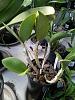 Laelia (Cattleya?) purpata watering-violacea-muse-jpg