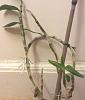 Dendrobium Keiki Removal-bb160f2e-0438-45e4-940b-15d547d6e39b-jpg