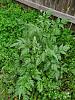 Does anybody know what this weed is that is taking over my flower beds?-20200327_112418-jpg