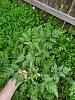 Does anybody know what this weed is that is taking over my flower beds?-20200327_112440-jpg