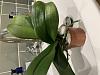 Phal with no potted roots but lots of aerial - salvageable?-5e3e34d9-b79c-44e6-ab58-0e84583e02bb-jpg