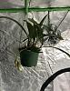 Coryanthes macrantha x self-d0ae1232-6cfd-438b-9ec7-c19f41074445-jpg