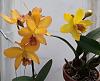 April 4th, International Virtual Orchid 'Show'-20200324_131015-2-jpg