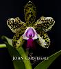 April 4th, International Virtual Orchid 'Show'-syracuse-photographer-john-carnessali-4959-web-jpg