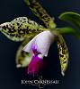 April 4th, International Virtual Orchid 'Show'-syracuse-photographer-john-carnessali-4988-web-jpg