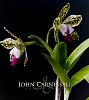 April 4th, International Virtual Orchid 'Show'-syracuse-photographer-john-carnessali-5089-web-jpg