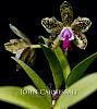 April 4th, International Virtual Orchid 'Show'-syracuse-photographer-john-carnessali-4944-web-jpg