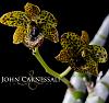 April 4th, International Virtual Orchid 'Show'-syracuse-photographer-john-carnessali-5577-web-jpg