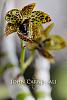April 4th, International Virtual Orchid 'Show'-syracuse-photographer-john-carnessali-6056-web-jpg