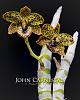 Favorite Orchids-syracuse-photographer-john-carnessali-5626-web-2-jpg