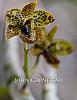 Favorite Orchids-syracuse-photographer-john-carnessali-6067-web-jpg
