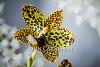 Favorite Orchids-syracuse-photographer-john-carnessali-6158-web-2-jpg