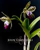Favorite Orchids-syracuse-photographer-john-carnessali-5089-jpg