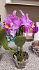 Marblekg orchid vendor in Florida-noid3-jpg