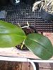 Desperate to save mature Phal orchid-phalaenopsis_2-jpg
