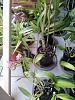 Desperate to save mature Phal orchid-scoria-jpg