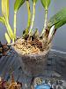 Did I repot these Cattleyas correctly?-20200402_121346-jpg