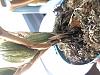 maxillaria tenuifolia - new leaves on new pseudobulbs growing crinkled-a9333c7a-620c-472a-95a8-8d12ec93c796-jpg