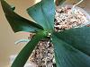 New phalaenopsis rescue with sticky stuff, patches, black leaf tip-ed35226a-81bc-4375-b89c-12404b033660-jpg