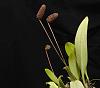 Bulbophyllum repens-bulbophyllum-repens2-jpg