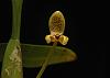 Bulbophyllum monanthum-bulbo-monanthum6-jpg
