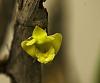 Dendrobium Ancep-dendrobium-anceps3-jpg