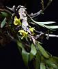Dendrobium Ancep-dendrobium-anceps3-1-jpg