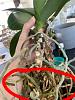 Help needed from a total newbie!-phal-roots-jpg