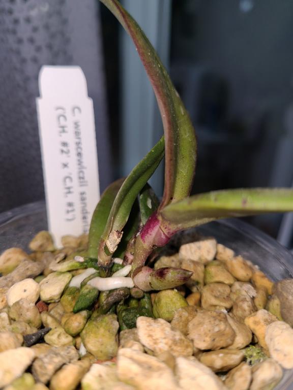 Cattleya warscewiczii var. sanderiana x sib seedling-catt-warscewiczii-2-jpg