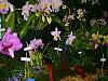 Sarasota Annual 50th Orchid Show-s5001605-jpg