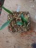 Sphagnum or bark for Bulbophyllum rothschildianum.-photo_2020-04-11_14-02-22-jpg